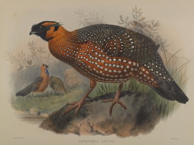 Ceriornis Satyra by John Gould